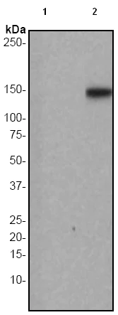 Western blot - Anti-PLCG 2 (phospho Y759) antibody [EP1406Y] - BSA and Azide free (AB277634)