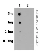 Dot Blot - Anti-PLCG1 (phospho Y783) antibody [EPR1898Y] - BSA and Azide free (AB326611)