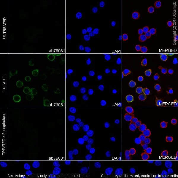 Immunocytochemistry/ Immunofluorescence - Anti-PLCG1 (phospho Y783) antibody [EPR1898Y] - BSA and Azide free (AB326611)