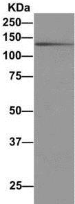 Anti-PLCL1 antibody [EPR11213]