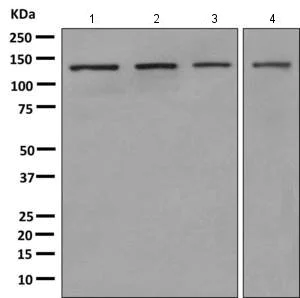 Western blot - Anti-PLCL1 antibody [EPR11213] (AB157200)
