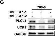Western blot - Anti-PLCL1 antibody [EPR11213] (AB157200)