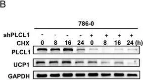 Western blot - Anti-PLCL1 antibody [EPR11213] (AB157200)