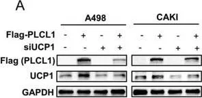 Western blot - Anti-PLCL1 antibody [EPR11213] (AB157200)