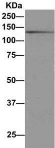 Immunoprecipitation - Anti-PLCL1 antibody [EPR11213] - BSA and Azide free (AB249305)