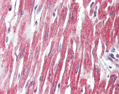 Immunohistochemistry (Formalin/PFA-fixed paraffin-embedded sections) - Anti-PLCL1 antibody - N-terminal (AB228627)