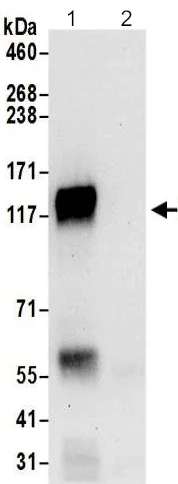 Immunoprecipitation - Anti-PLCL2 antibody - C-terminal (AB199852)