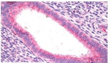 Immunohistochemistry (Formalin/PFA-fixed paraffin-embedded sections) - Anti-PLCZ1 antibody (AB181816)