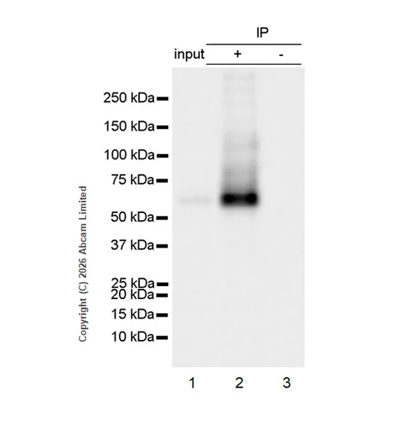 Immunoprecipitation - Anti-PLCZ1 antibody [EPR29768-13R] (AB327089)