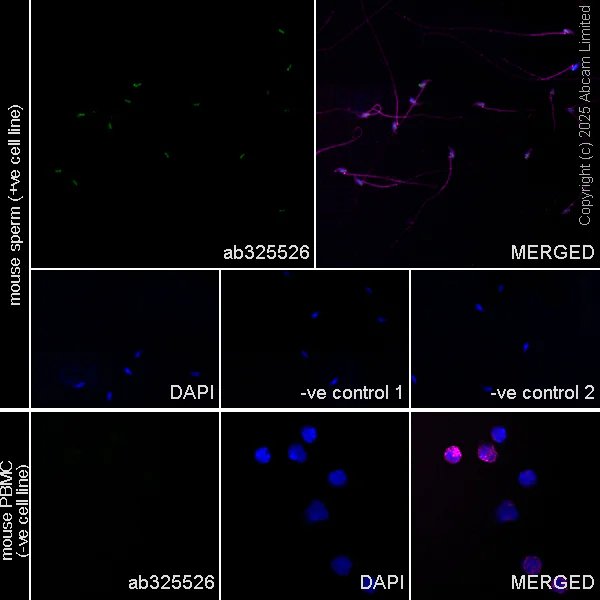 Immunocytochemistry/ Immunofluorescence - Anti-PLCZ1 antibody [EPR29768-46] (AB325528)