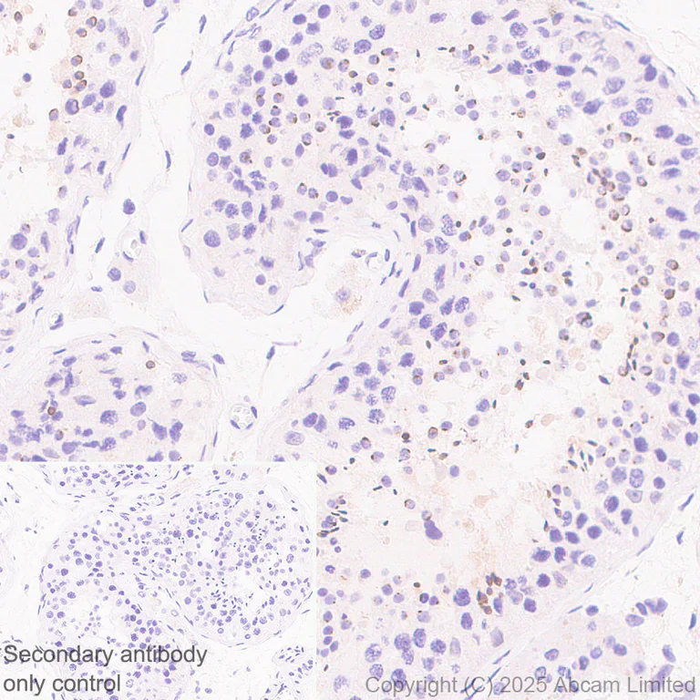 Immunohistochemistry (Formalin/PFA-fixed paraffin-embedded sections) - Anti-PLCZ1 antibody [EPR29768-46] (AB325528)