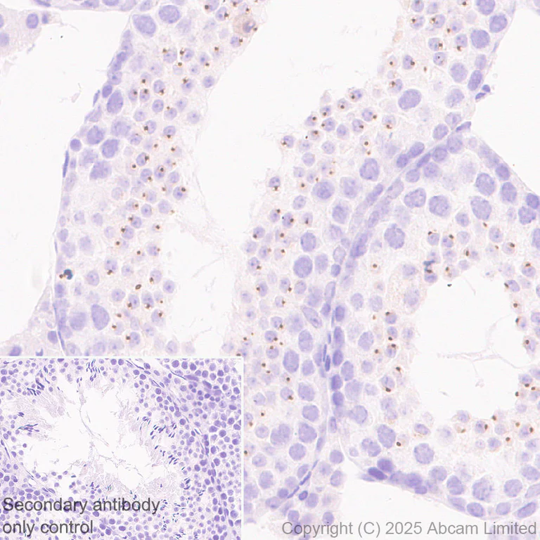 Immunohistochemistry (Formalin/PFA-fixed paraffin-embedded sections) - Anti-PLCZ1 antibody [EPR29768-46] (AB325528)