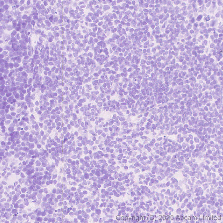 Immunohistochemistry (Formalin/PFA-fixed paraffin-embedded sections) - Anti-PLCZ1 antibody [EPR29768-46] (AB325528)
