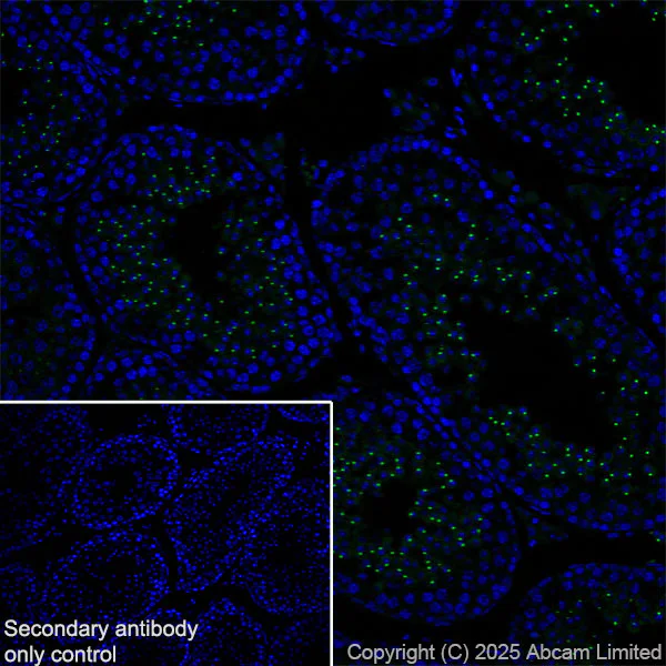 Immunohistochemistry (Frozen sections) - Anti-PLCZ1 antibody [EPR29768-46] (AB325528)