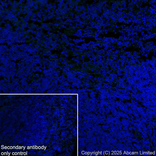 Immunohistochemistry (Frozen sections) - Anti-PLCZ1 antibody [EPR29768-46] (AB325528)