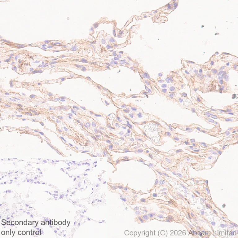 Immunohistochemistry (Formalin/PFA-fixed paraffin-embedded sections) - Anti-PLD2 antibody [EPR30473-503] (AB326067)