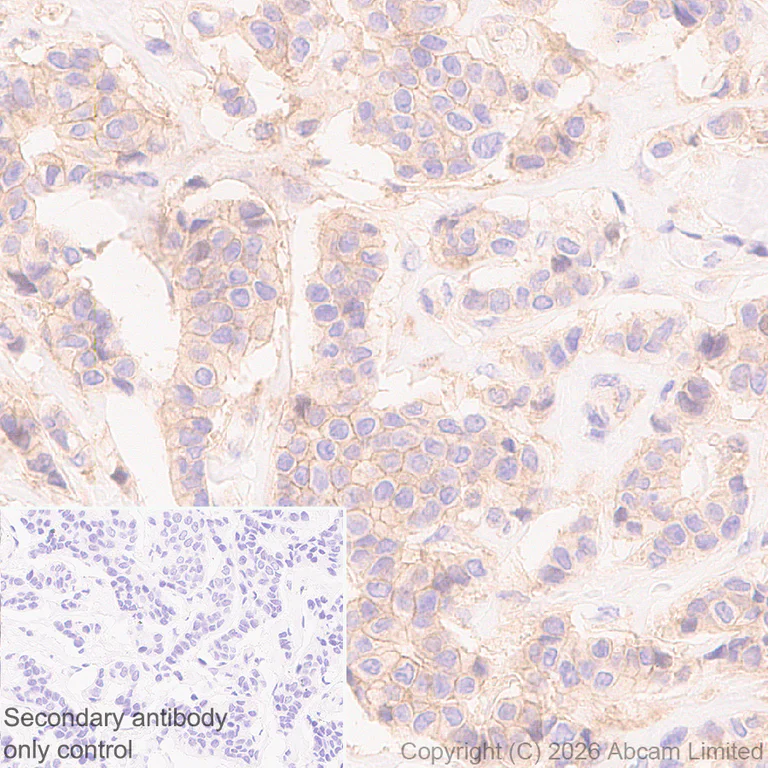 Immunohistochemistry (Formalin/PFA-fixed paraffin-embedded sections) - Anti-PLD2 antibody [EPR30473-503] - BSA and Azide free (AB326050)