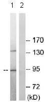 Western blot - Anti-PLD2 (phospho Y169) antibody (AB78907)