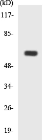 Western blot - Anti-PLD4 antibody (AB137955)