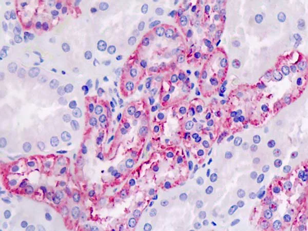 Immunohistochemistry (Formalin/PFA-fixed paraffin-embedded sections) - Anti-PLD4 antibody - C-terminal (AB179938)