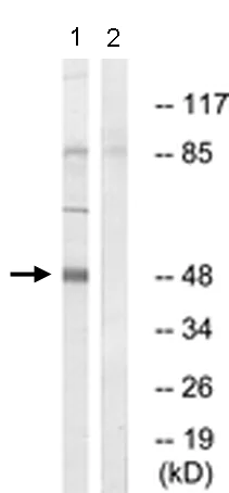 Western blot - Anti-PLD4 antibody - C-terminal (AB179938)