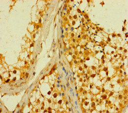 Immunohistochemistry (Formalin/PFA-fixed paraffin-embedded sections) - Anti-PLD6 antibody (AB237612)