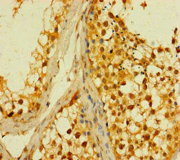 Immunohistochemistry (Formalin/PFA-fixed paraffin-embedded sections) - Anti-PLD6 antibody (AB237612)