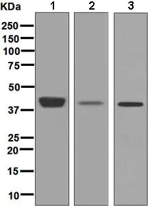 Western blot - Anti-Pleckstrin antibody [EPR6642] - BSA and Azide free (AB248681)