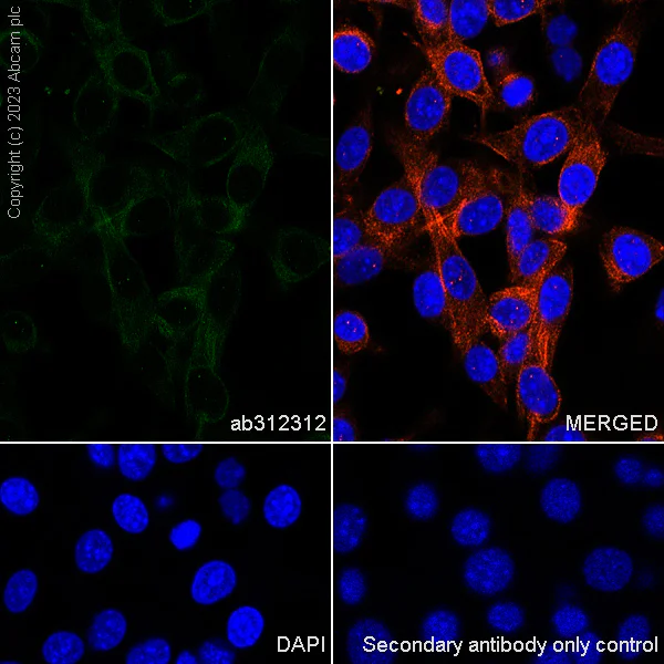 Immunocytochemistry/ Immunofluorescence - Anti-Plectin antibody [EPR26993-49] (AB312312)