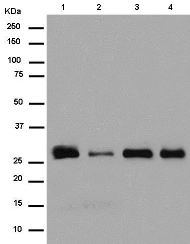 Western blot - Anti-PLEKHB2 antibody [EPR14019] - BSA and Azide free (AB250162)