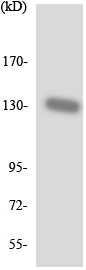 Western blot - Anti-PLEKHG4 antibody (AB137898)
