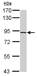Western blot - Anti-PLEKHH3 antibody - N-terminal (AB155207)
