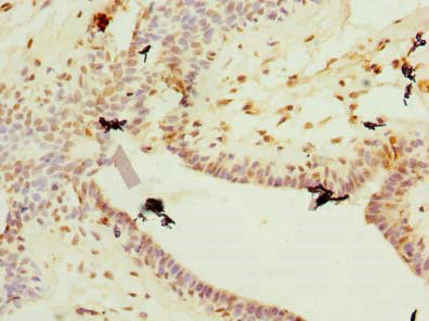 Immunohistochemistry (Formalin/PFA-fixed paraffin-embedded sections) - Anti-PLET1 antibody (AB235541), expandable thumbnail