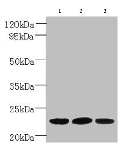 Western blot - Anti-PLET1 antibody (AB235541), expandable thumbnail