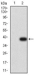 Western blot - Anti-Plexin A1 antibody [7B8H9] (AB233826)