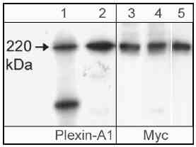 Western blot - Anti-Plexin A1 antibody (AB23391)