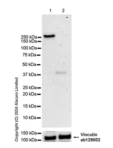 Western blot - Anti-Plexin A1 antibody [EPR29121-94] (AB321805)