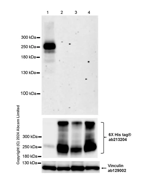Western blot - Anti-Plexin A1 antibody [EPR29121-94] - BSA and Azide free (AB321806)