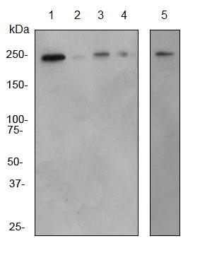 Western blot - Anti-Plexin A1 antibody [EPR3449] (AB92346)