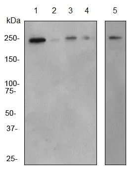 Western blot - Anti-Plexin A1 antibody [EPR3449] - BSA and Azide free (AB247548)