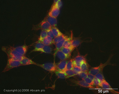 Immunocytochemistry/ Immunofluorescence - Anti-Plexin A4 antibody (AB39350)