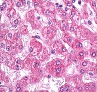 Immunohistochemistry (Formalin/PFA-fixed paraffin-embedded sections) - Anti-Plexin B1 antibody (AB136880)