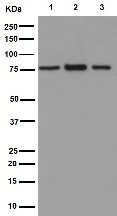 Western blot - Anti-Plexin B2/MM1 antibody [EPR9965] (AB193355)