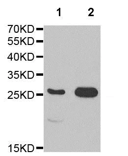 Western blot - Anti-PLGF antibody (AB196666)