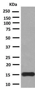 Western blot - Anti-PLGF antibody [EPR2802(2)] - BSA and Azide free (AB248922)