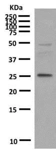 Western blot - Anti-PLGF antibody [EPR2802(2)] - BSA and Azide free (AB248922)