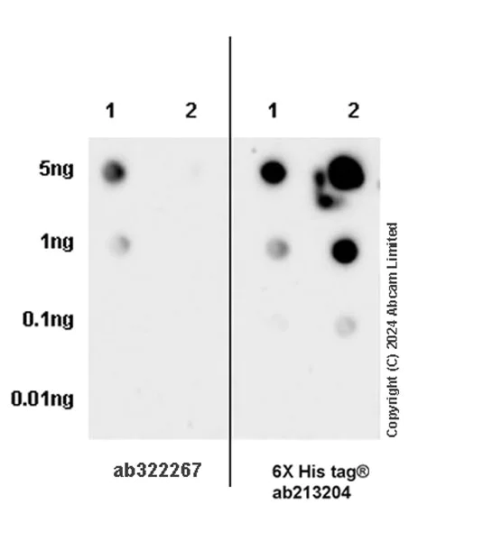 Dot Blot - Anti-PLGF antibody [EPR29637-148] - BSA and Azide free (AB324799)