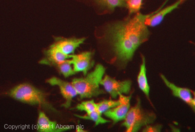 Immunocytochemistry/ Immunofluorescence - Anti-PLGF antibody - N-terminal (AB9542)