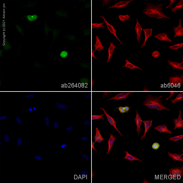 Immunocytochemistry - Anti-PLK1 antibody [35-206] (AB17056), expandable thumbnail