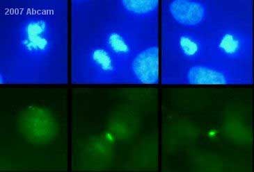 Immunocytochemistry - Anti-PLK1 antibody [35-206] (AB17056), expandable thumbnail